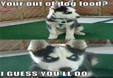 Insanity Puppy