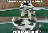 Insanity Puppy