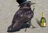 Rich Raven