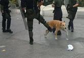Riot Dog