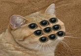 Starecat / Grafics Cat