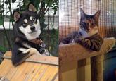 The Most Interesting Cat in the World