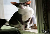 Cats