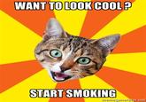 Bad Advice Cat