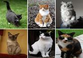 Cats
