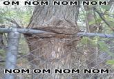 Om Nom Nom Nom