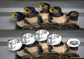 Rage Comics