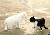 COME AT ME BRO