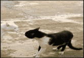 Standing Cat