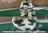 Insanity Puppy