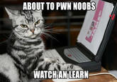 Noob
