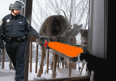 Casually Pepper Spray Everything Cop
