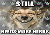 Bitch. Needs more herbs!