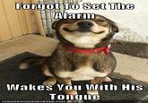 Good Dog Greg