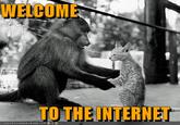 Welcome to The Internet