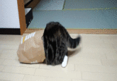 Maru the Cat