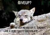 Ignorant to Adversity wolf