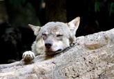 Ignorant to Adversity wolf