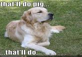 that'll do pig that'll do