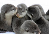 Cute Animals