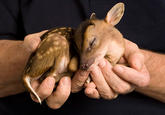 Cute Animals