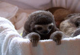 Cute Animals