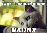 First World Problems Cat