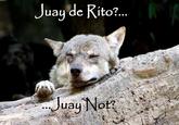 Ignorant to Adversity wolf