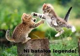 LOLcats