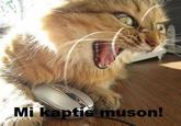 LOLcats