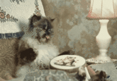 Cats
