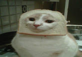 Cat Breading