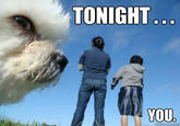 Tonight You