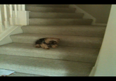 My Faggot Dog