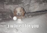 Fry's Dog