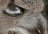 O RLY?