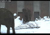 I Fucking Love Cocaine / Cocaine Bear