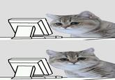 Starecat / Grafics Cat