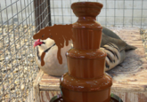 Chocolate Bird