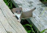 Cute Animals