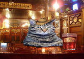 Chris Hansen Cat