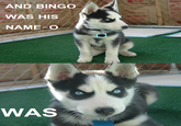 Insanity Puppy