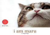 Maru the Cat