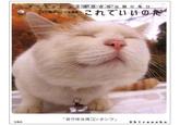 Shironeko / Basket Cat