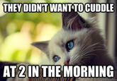 First World Problems Cat