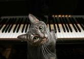 Nora the Cat