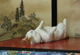 Shironeko / Basket Cat