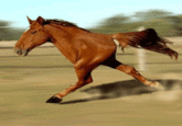Retarded Running Horse / Two Legged Horse