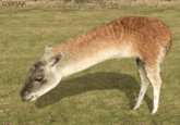 Retarded Running Horse / Two Legged Horse