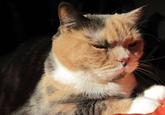 Lenin Cat